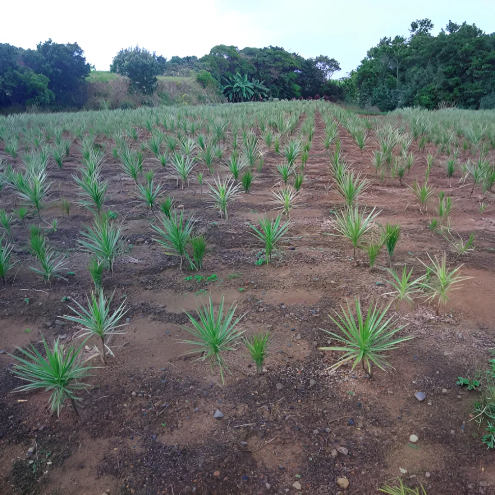 多種多様な観葉植物の生産
