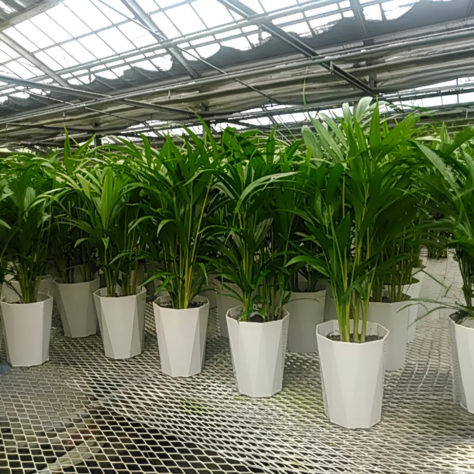 業者向けの観葉植物販売