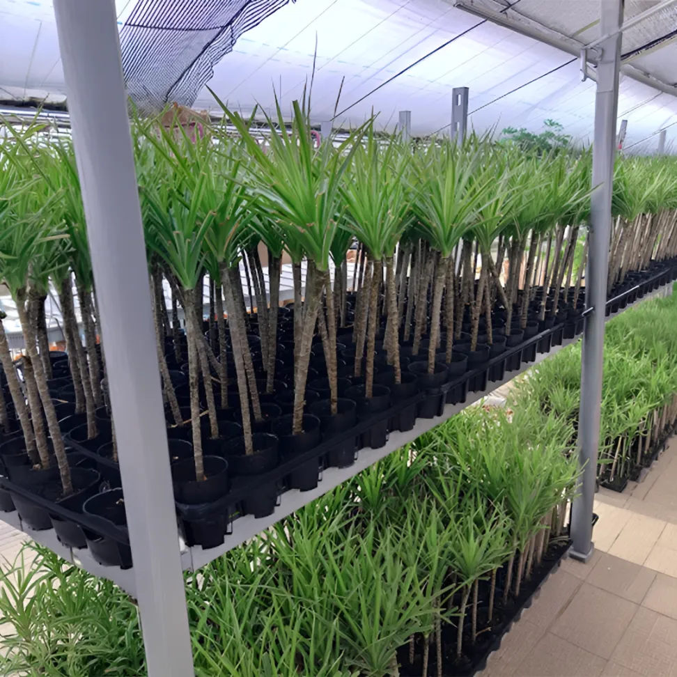 苗から育てる観葉植物