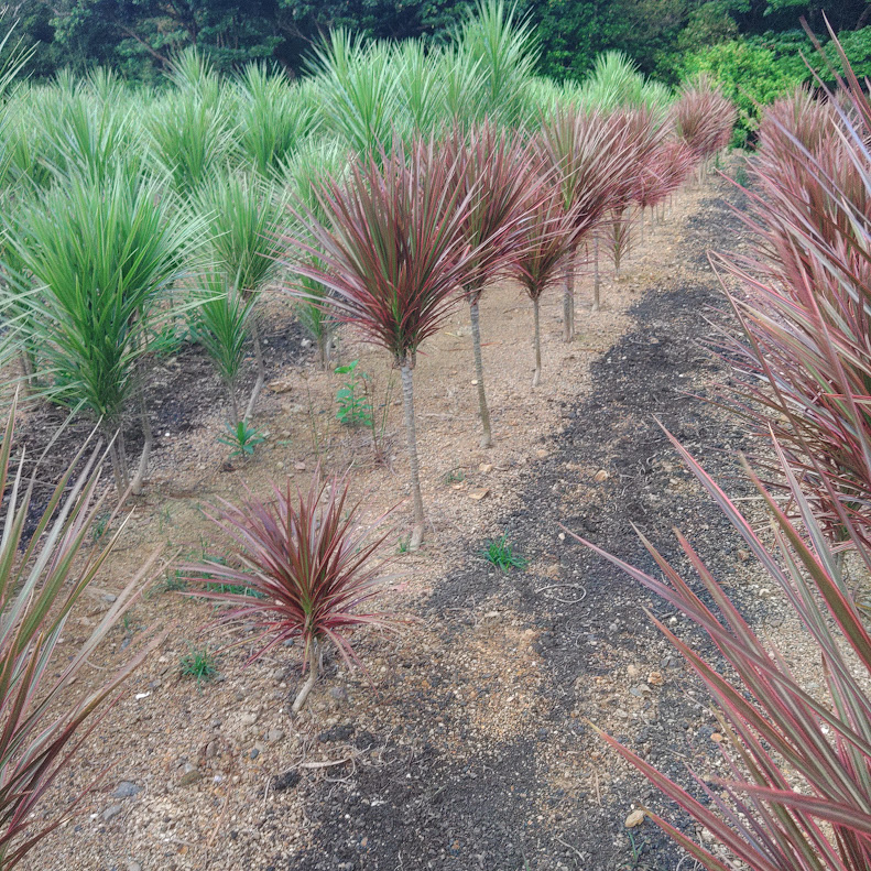 観葉植物の生産現場