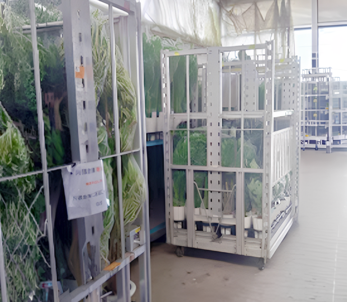 業者向けの観葉植物販売