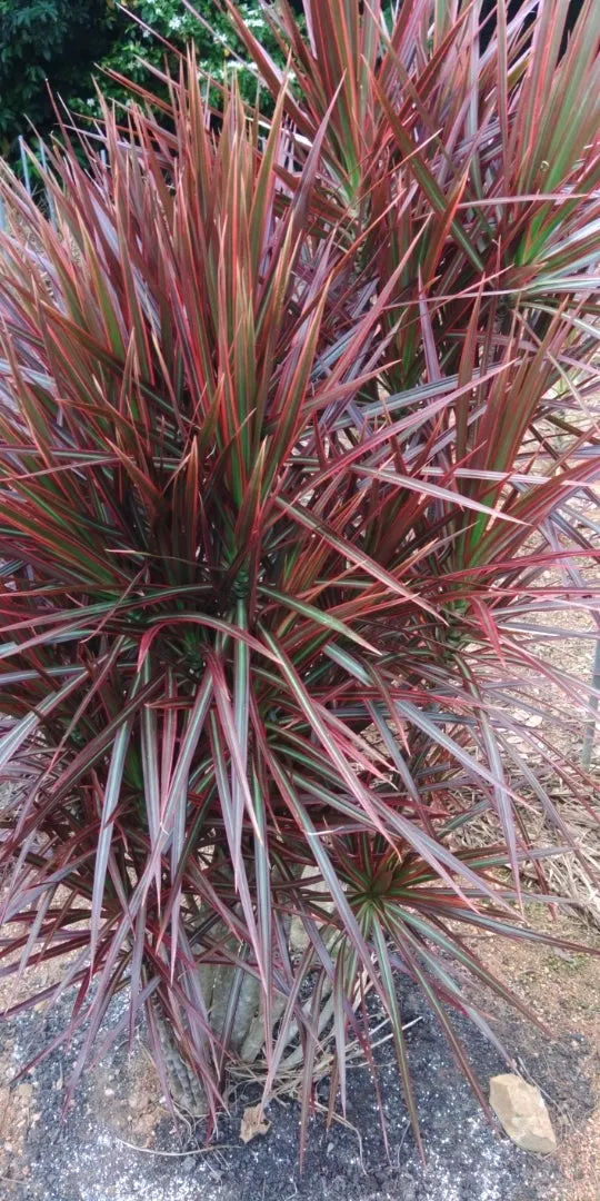 下川植物園で育てる観葉植物