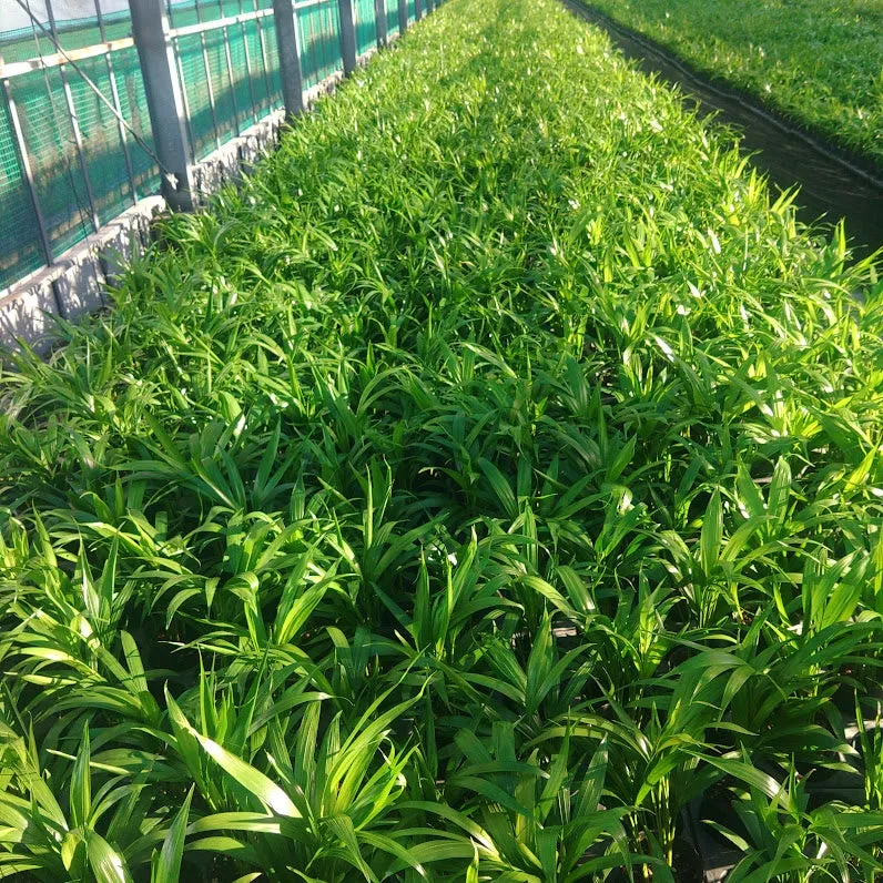 観葉植物に囲まれた下川植物園の様子
