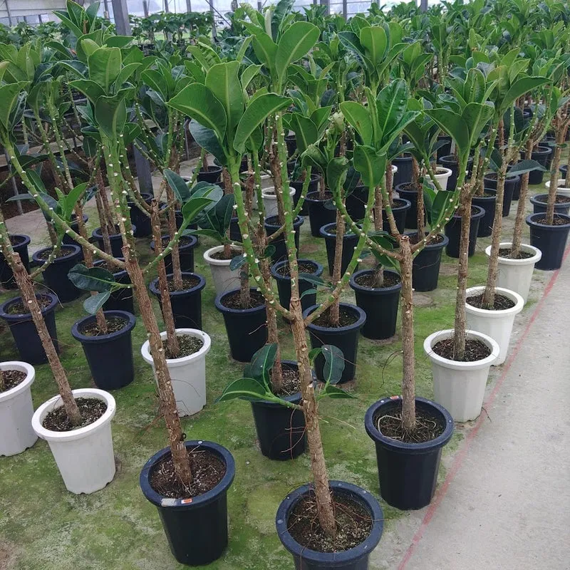 観葉植物の卸販売