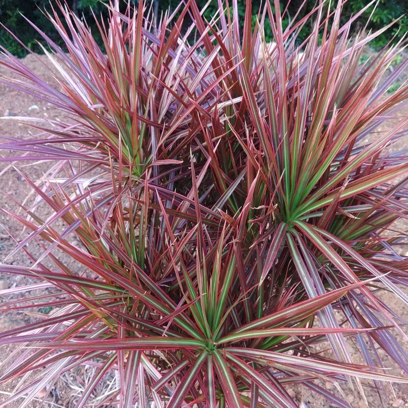 下川植物園で働く
