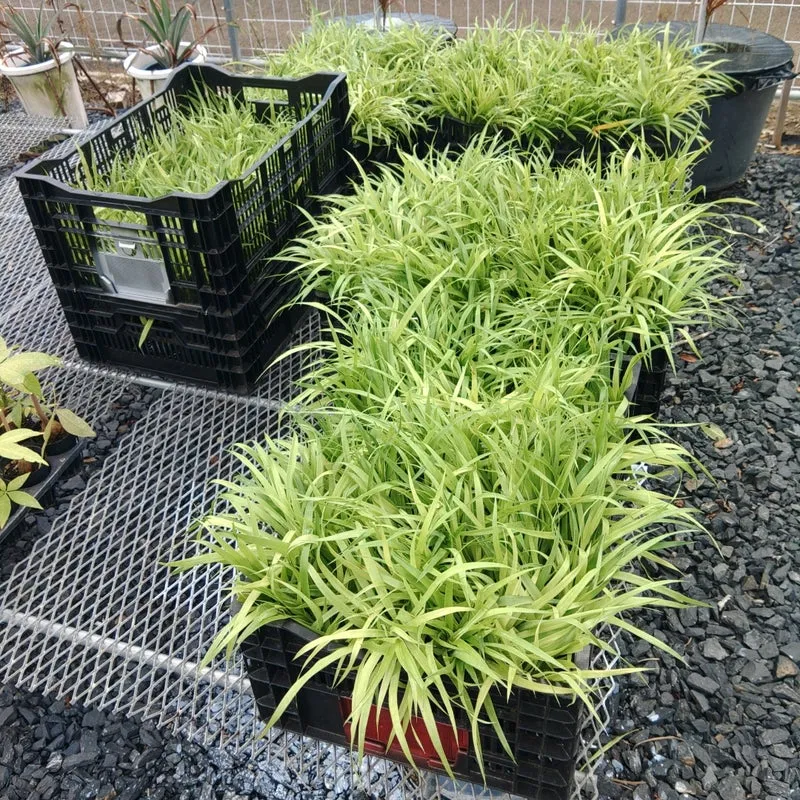 室内に配置された観葉植物