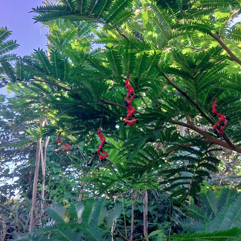 卸販売向けの観葉植物