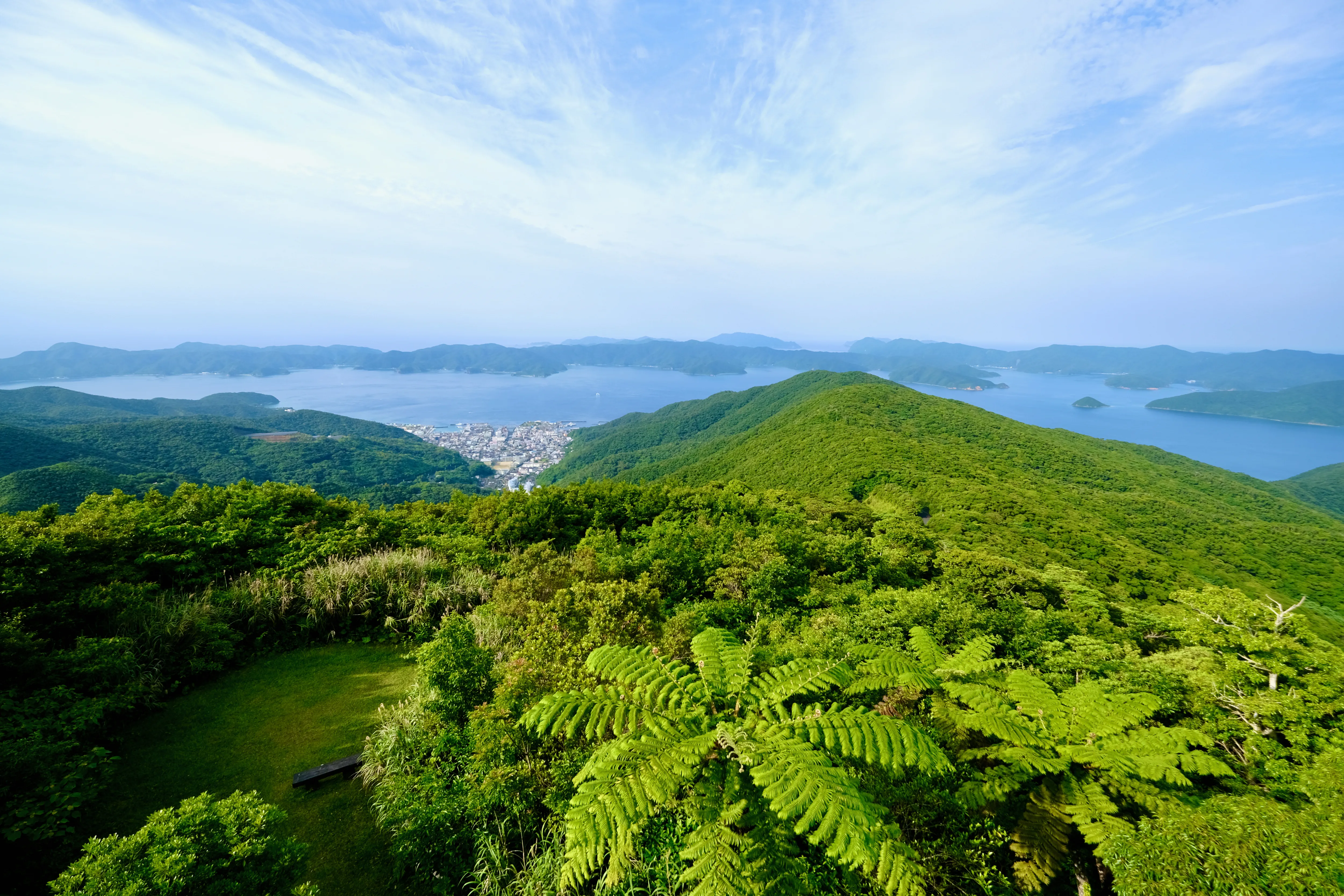 奄美大島で育つオリジナル植物